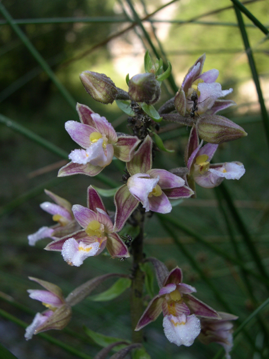 Epipactis laziali